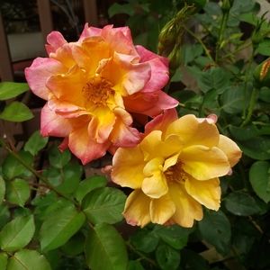 ⚘FOLLOW ME ⚘ FOLLOW YOU⚘